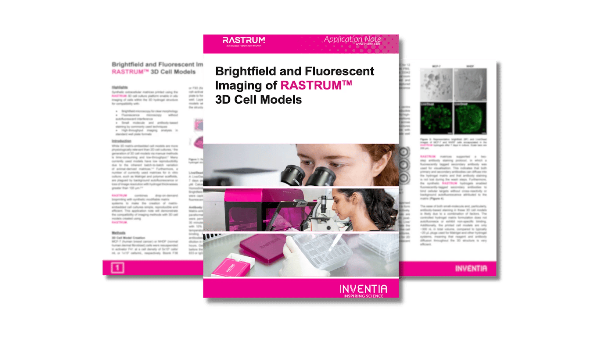 Brightfield and fluorescent imaging of RASTRUM™ 3D cell models