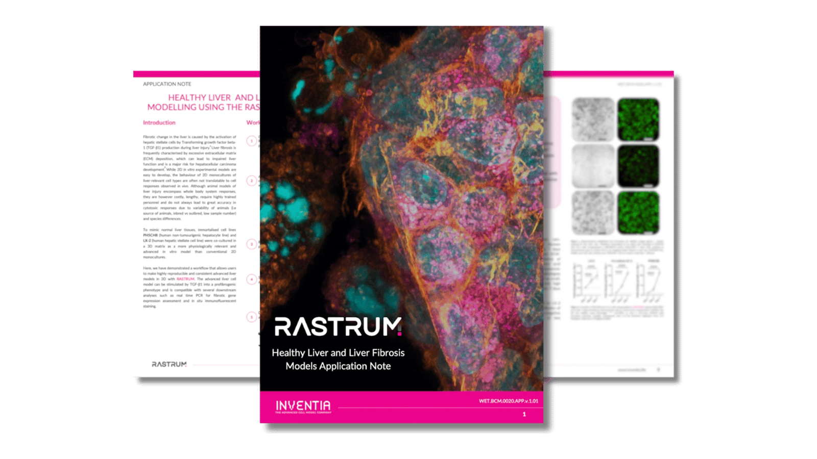 Healthy liver and liver fibrosis modelling using RASTRUM™ Platform