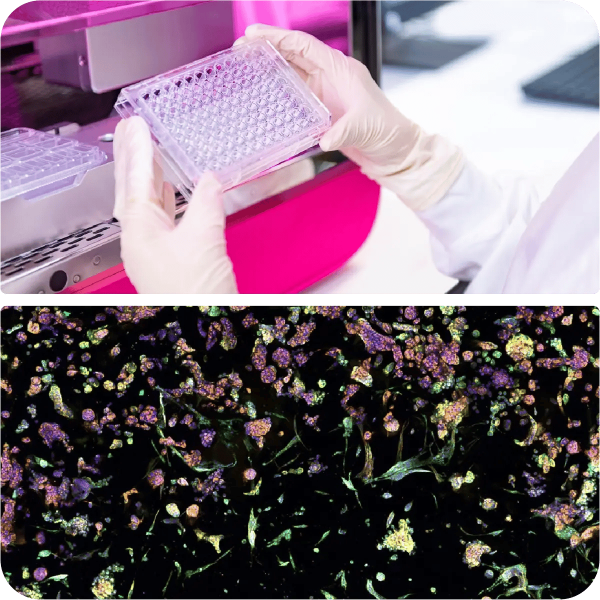 Scientist handling a multi-well plate near the RASTRUM™ Allegro platform, showcasing high-throughput 3D cell culture. Below, fluorescent microscopy highlights complex tissue structures, demonstrating RASTRUM Allegro’s precision, scalability, and efficiency in drug discovery and disease modeling.