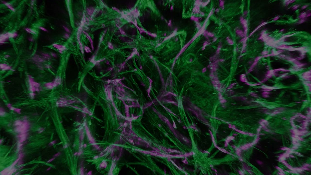 RASTRUM 3D bioprinted cell model, fluorescence microscopy