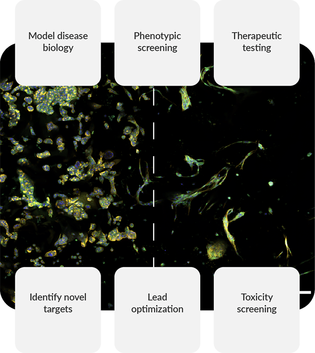 RASTRUM 3D cell models and drug discovery