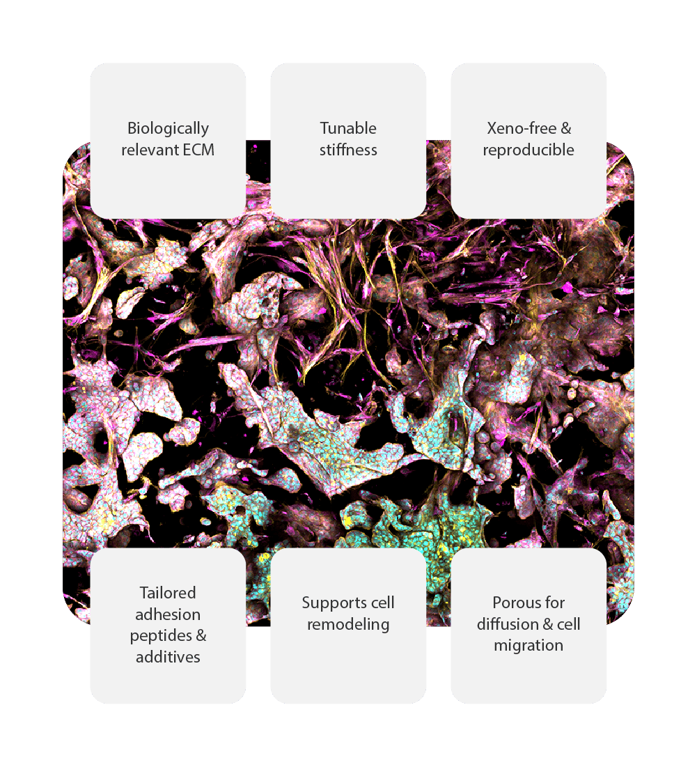 RASTRUM™ Matrices provide a biologically relevant, xeno-free extracellular matrix for 3D cell culture. Tunable stiffness, tailored adhesion peptides, and porous diffusion support cell remodeling and migration, enabling reproducible disease models for drug discovery.