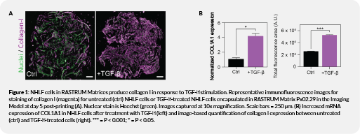 fibroblast fig1