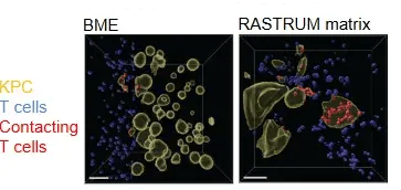 Confocal microscopy comparing KPC tumour cells and T cell infiltration in a BME matrix versus a RASTRUM matrix 3D model