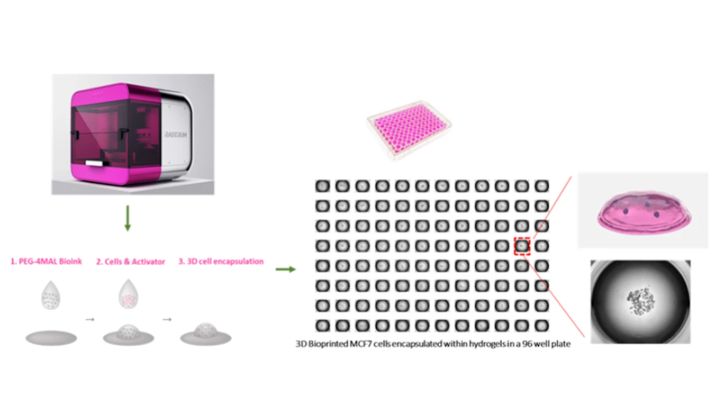 A high-throughput 3D bioprinted cancer cell migration and invasion model with versatile and broad biological applicability