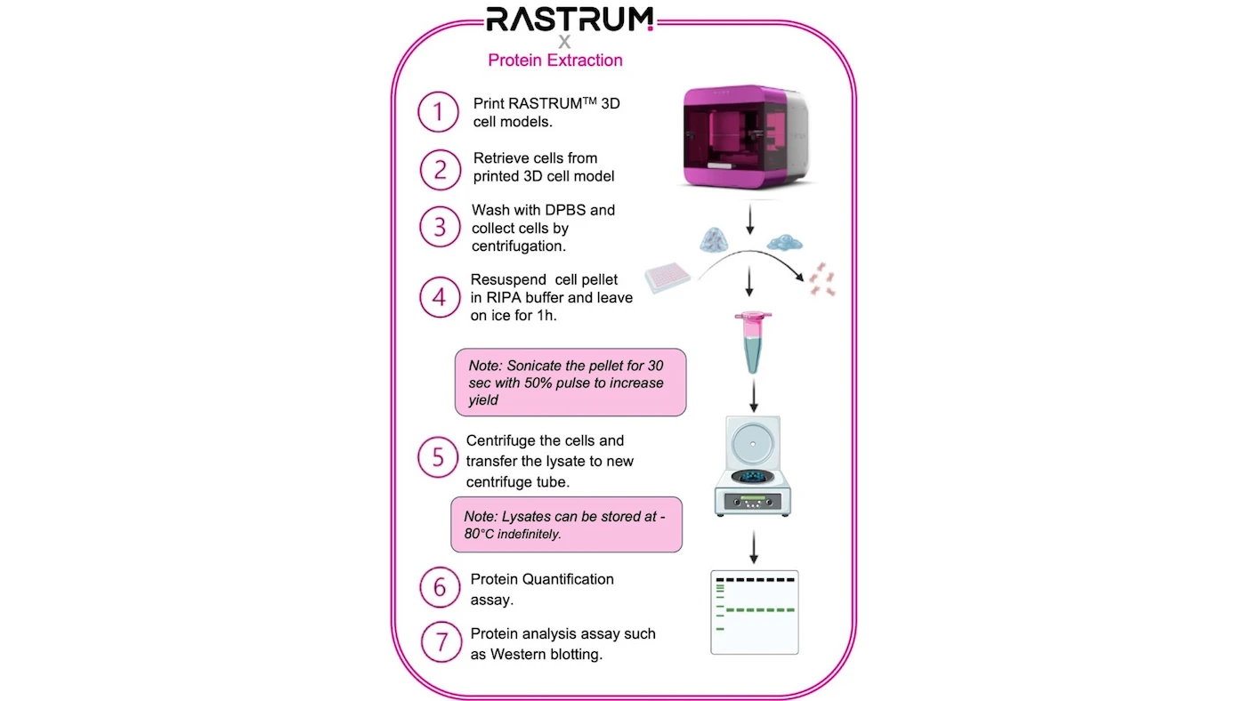 Protein Extraction & Quantification