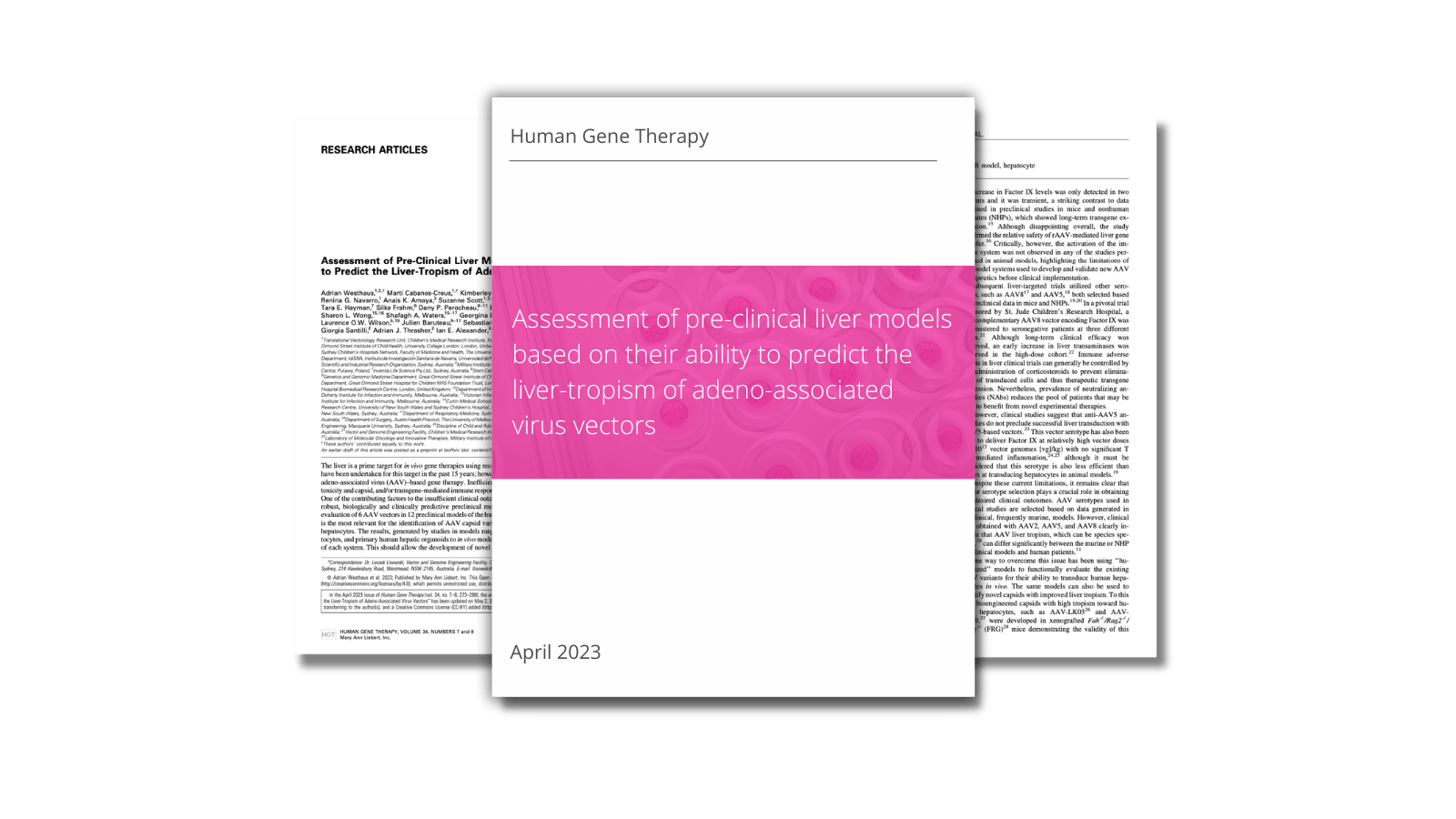 Assessment of pre-clinical liver models based on their ability to predict the liver-tropism of adeno-associated virus vectors