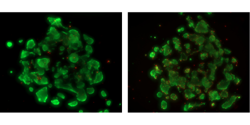Orthogonal Projection (1)
