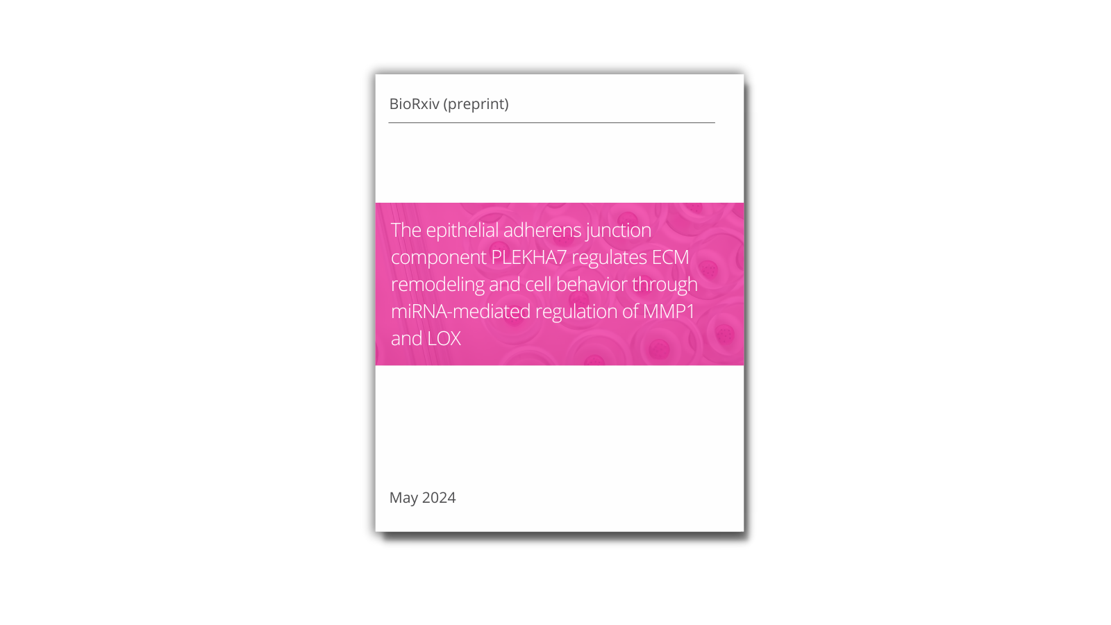 The epithelial adherens junction component PLEKHA7 regulates ECM remodeling and cell behavior through miRNA-mediated regulation of MMP1 and LOX