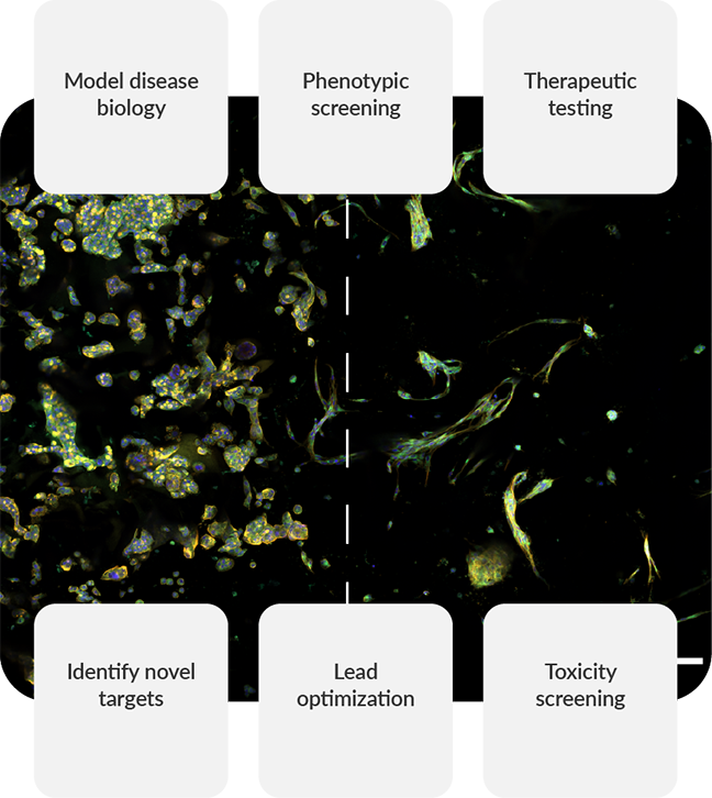 RASTRUM 3D cell models and drug discovery