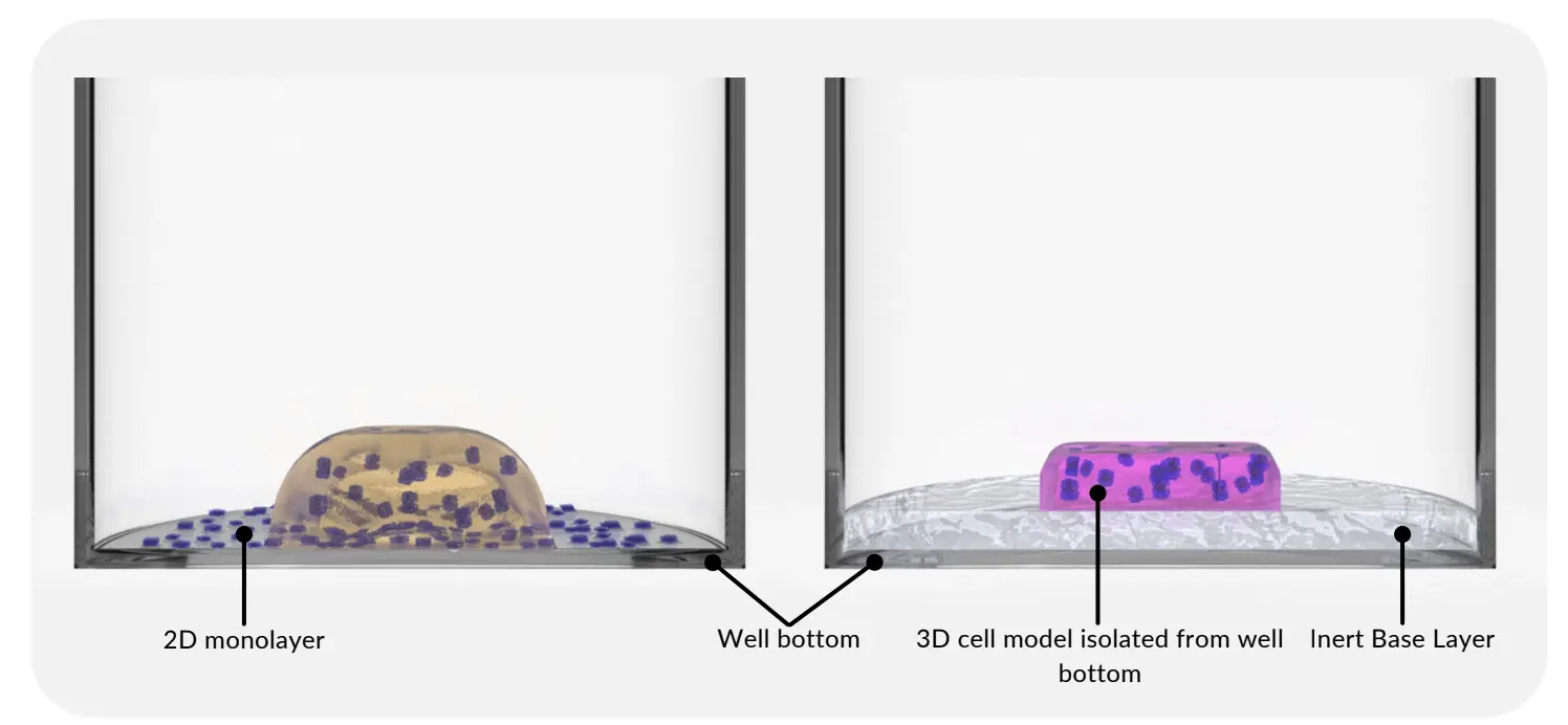 Comparison image: Left, wells with 3D cell models using basement membrane extract show 2D monolayer formation; right, RASTRUM 3D cell models with an Inert Base Layer prevent 2D monolayer formation, preserving a true 3D culture environment.