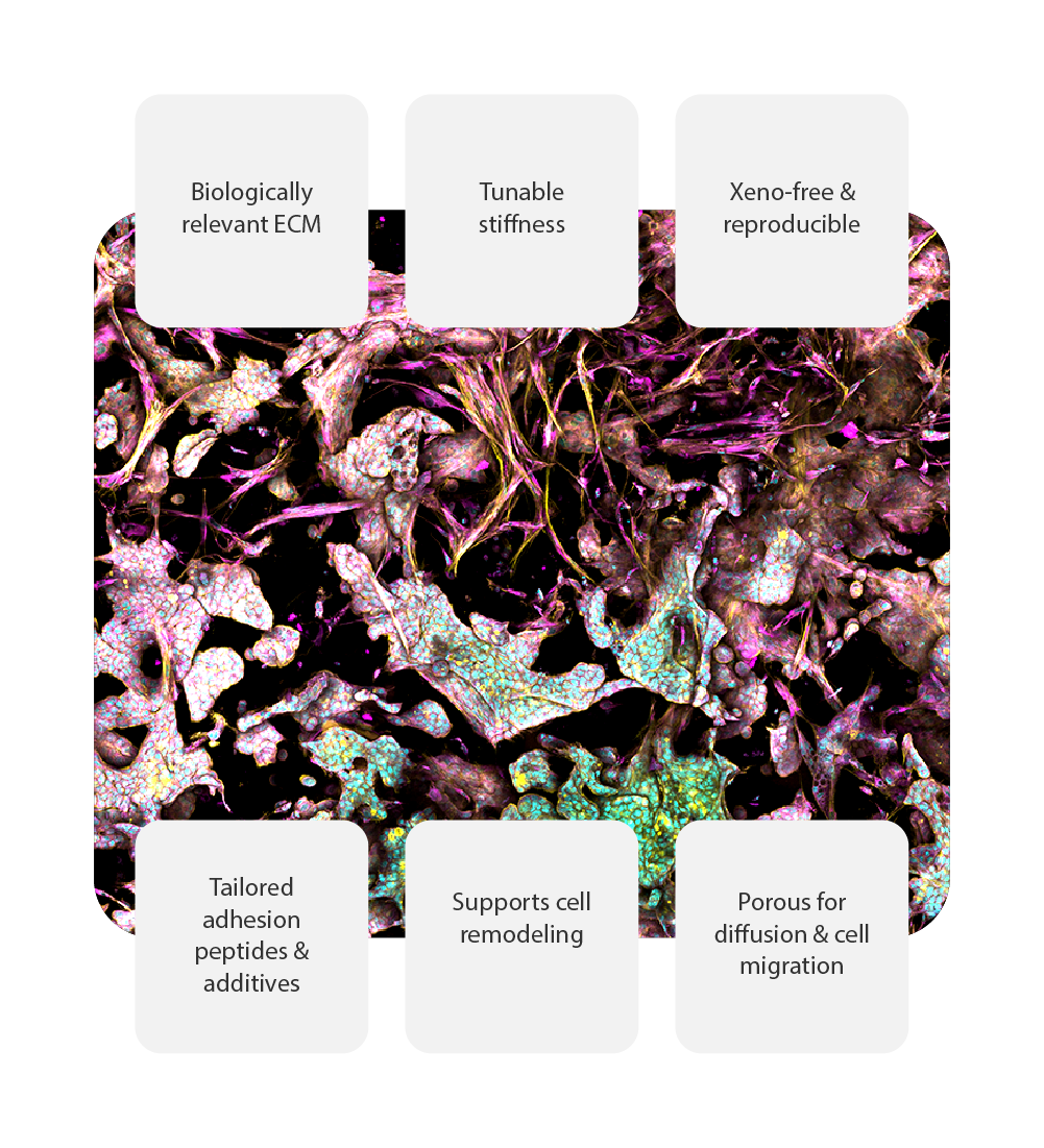 RASTRUM™ Matrices provide a biologically relevant, xeno-free extracellular matrix for 3D cell culture. Tunable stiffness, tailored adhesion peptides, and porous diffusion support cell remodeling and migration, enabling reproducible disease models for drug discovery.