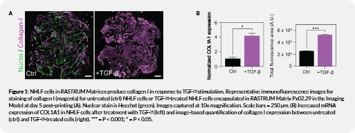 fibroblast fig1